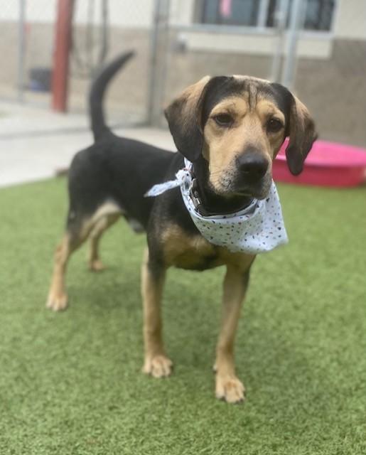 Enlarge Jethro , a ADOPTABLE mixed breed in Fayetteville, AR image 3/5