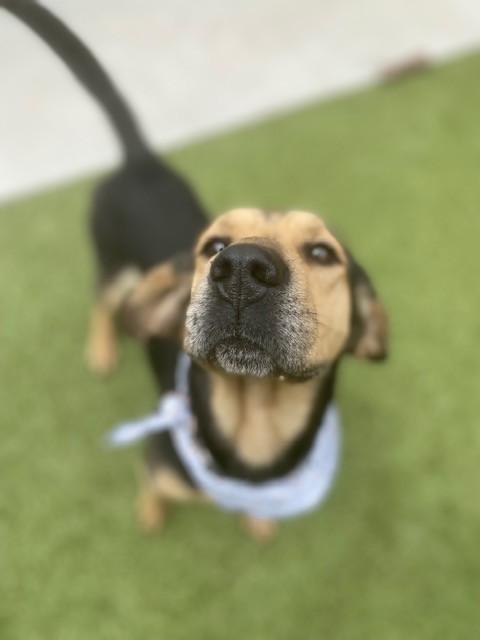 Enlarge Jethro , a ADOPTABLE mixed breed in Fayetteville, AR image 4/5