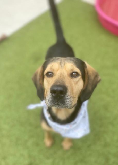 Enlarge Jethro , a ADOPTABLE mixed breed in Fayetteville, AR image 2/5