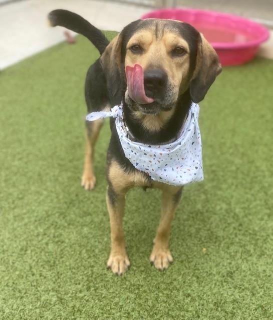 Enlarge Jethro , a ADOPTABLE mixed breed in Fayetteville, AR image 5/5