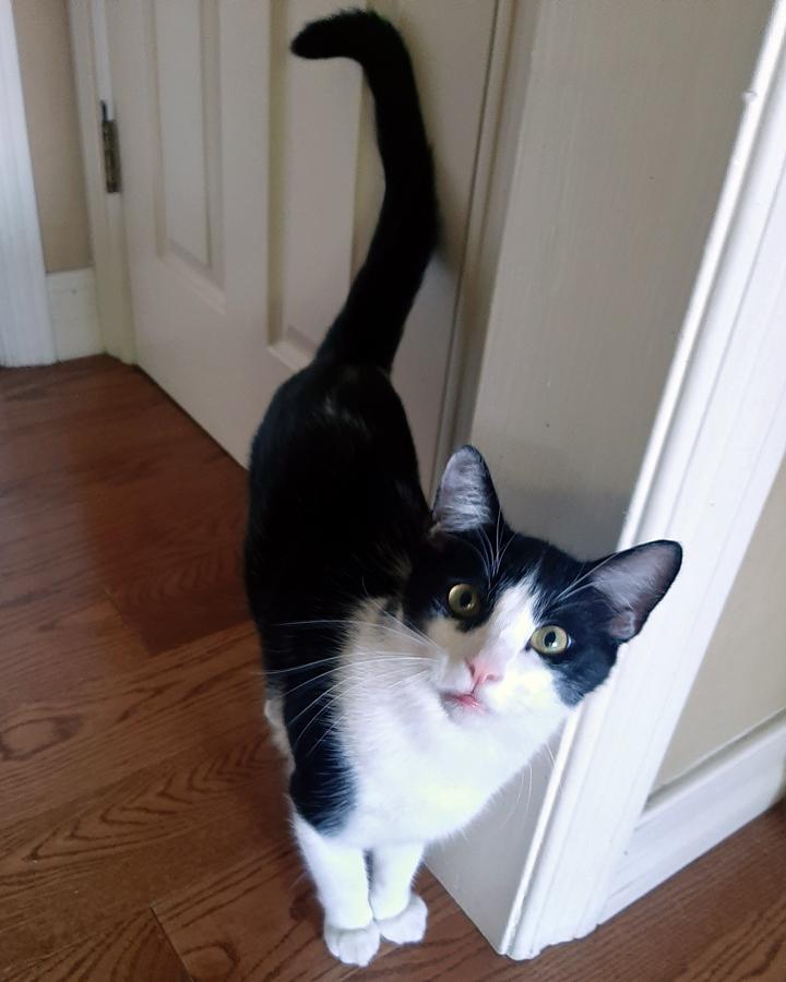 Marco Polo, Adoptable, Young Male Domestic Short Hair.