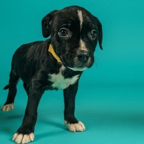 DOMINO, Adoptable, Puppy Male Pit Bull Terrier & Mixed Breed.