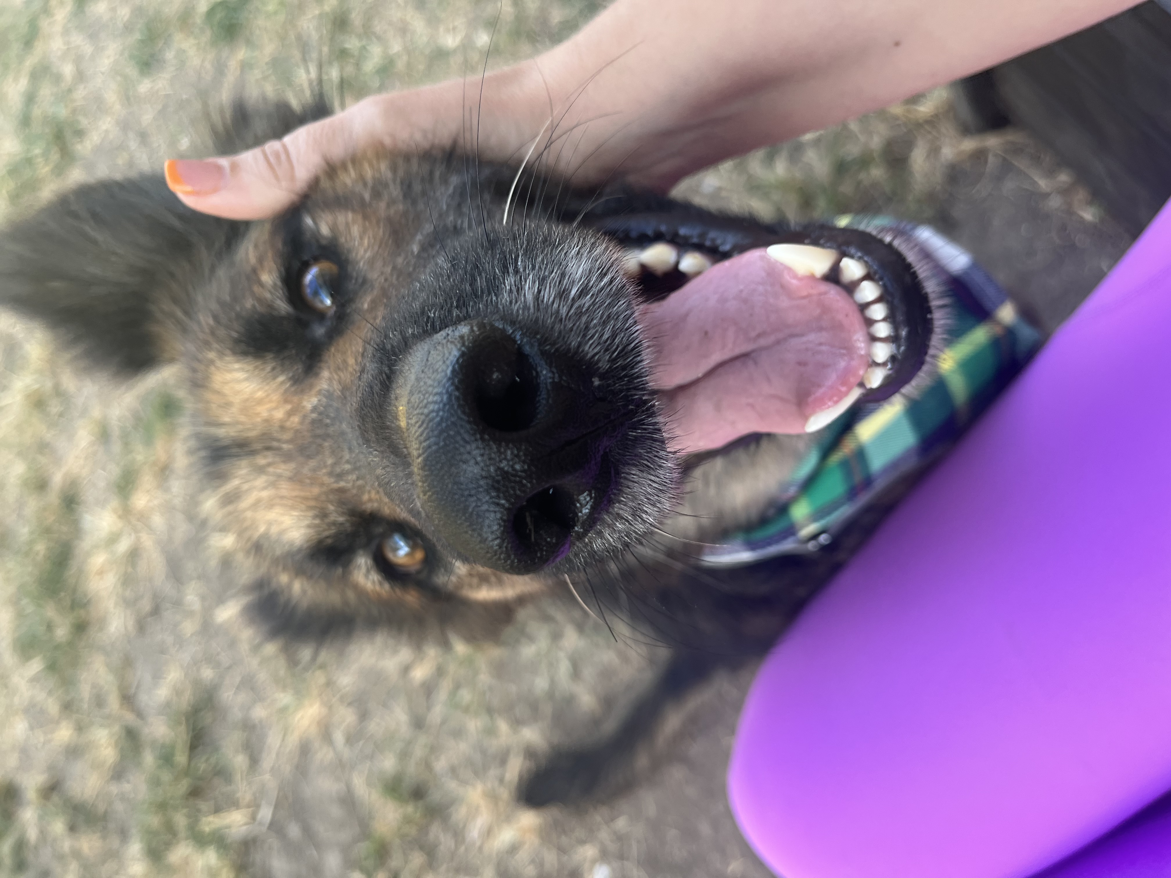 Dog for adoption Arnold, a German Shepherd Dog Mix in Farmington, UT