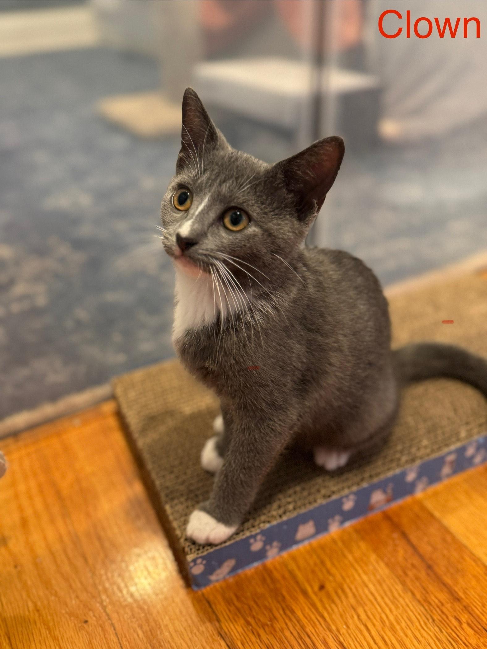 Clown - Circus Baby, Adopted, Young Female Domestic Short Hair.