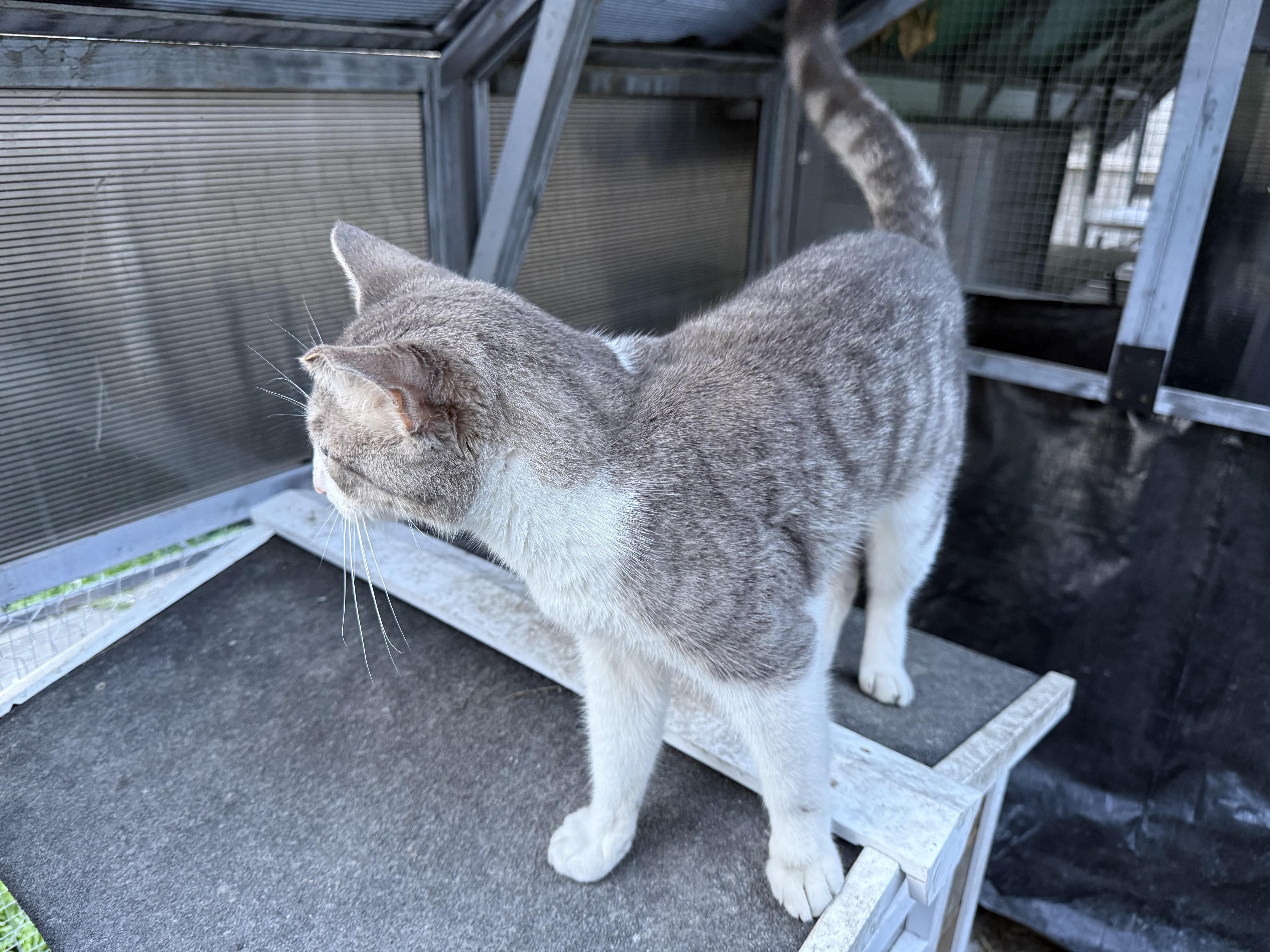 Enlarge Zeus, a ADOPTABLE American Shorthair in Elmira, NY image 2/3