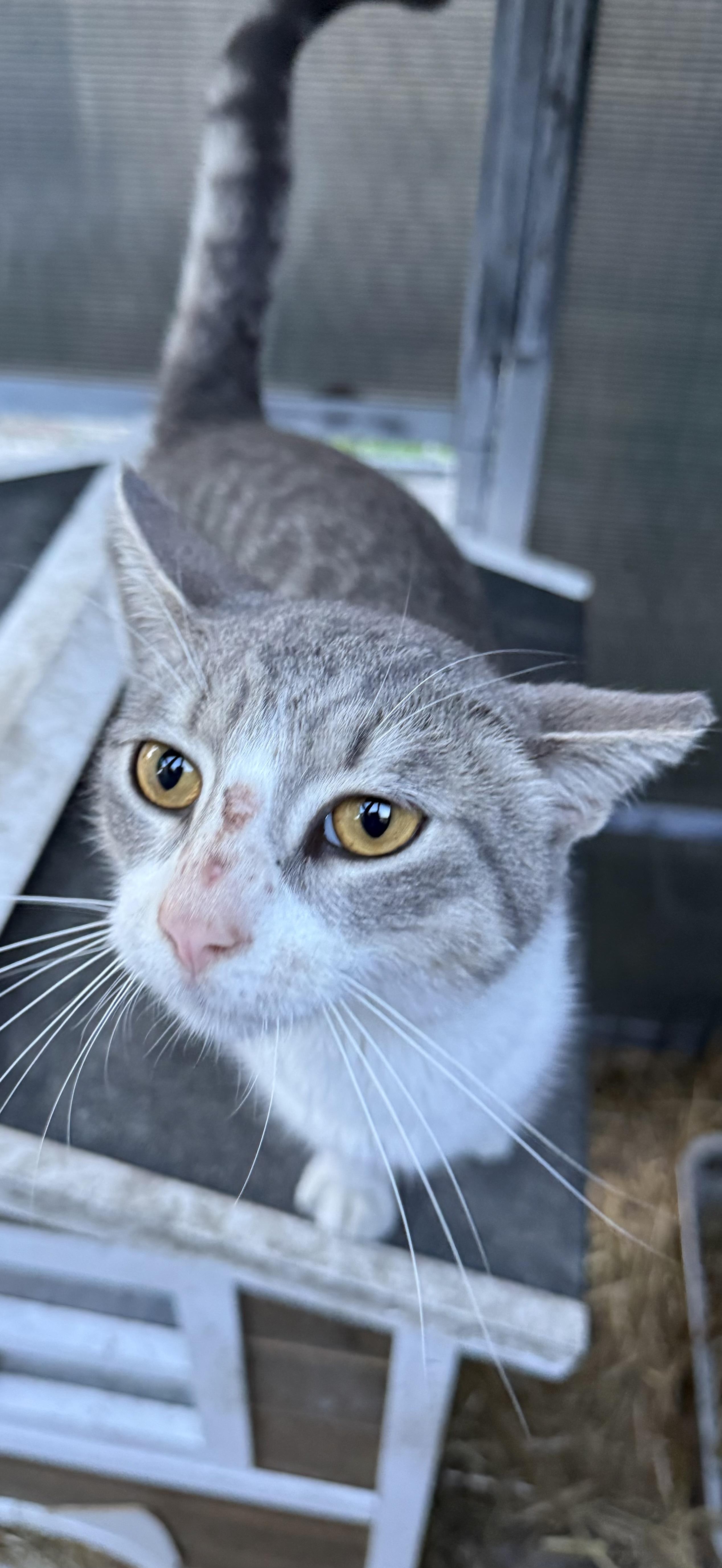 Enlarge Zeus, a ADOPTABLE American Shorthair in Elmira, NY image 3/3