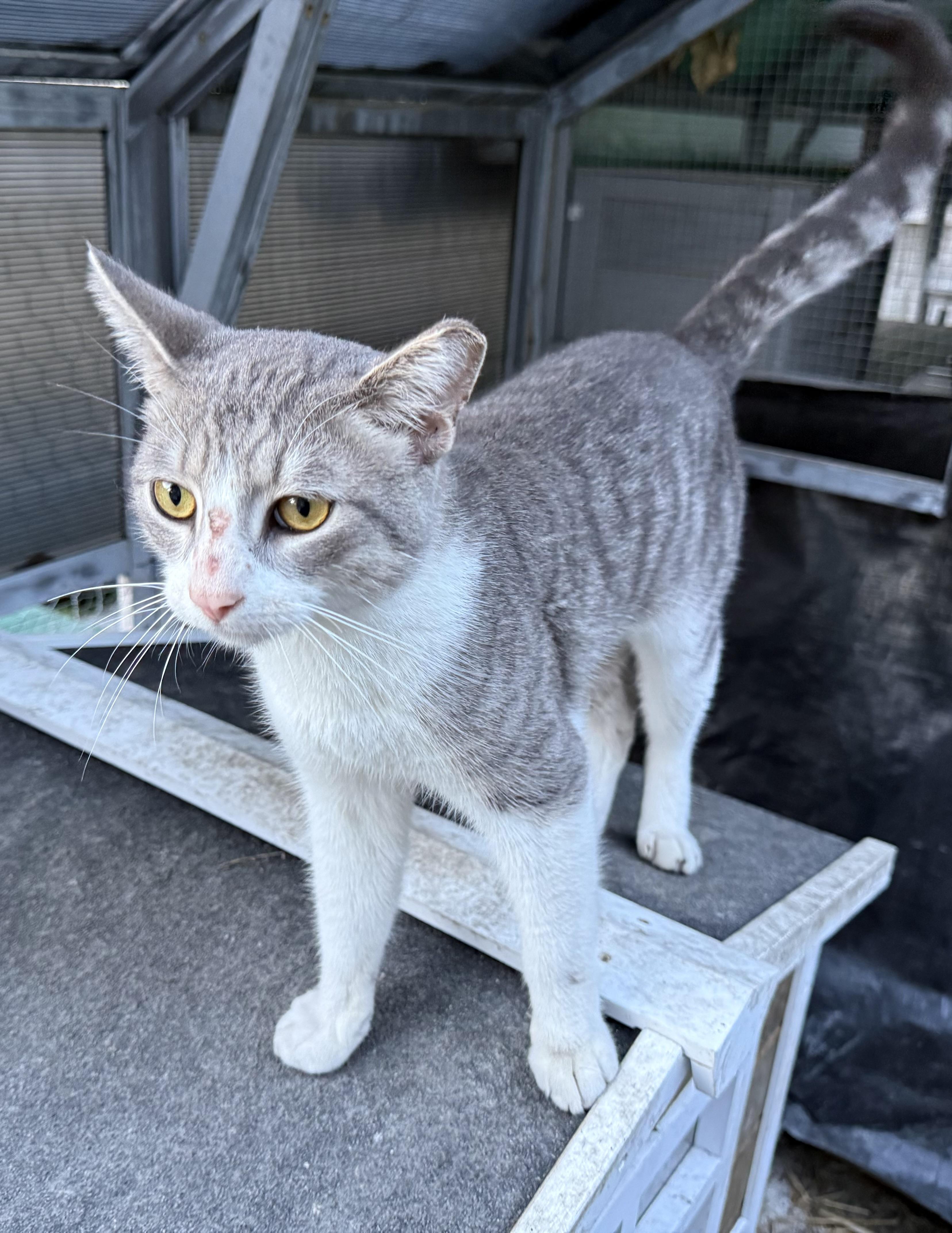 Enlarge Zeus, a ADOPTABLE American Shorthair in Elmira, NY image 1/3
