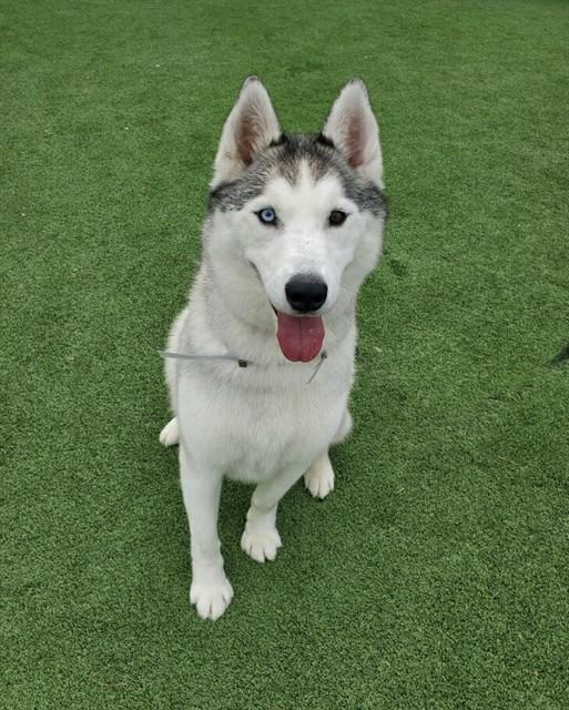 Enlarge PALOMO, a Adoptable Husky in Castaic, CA image 1/1