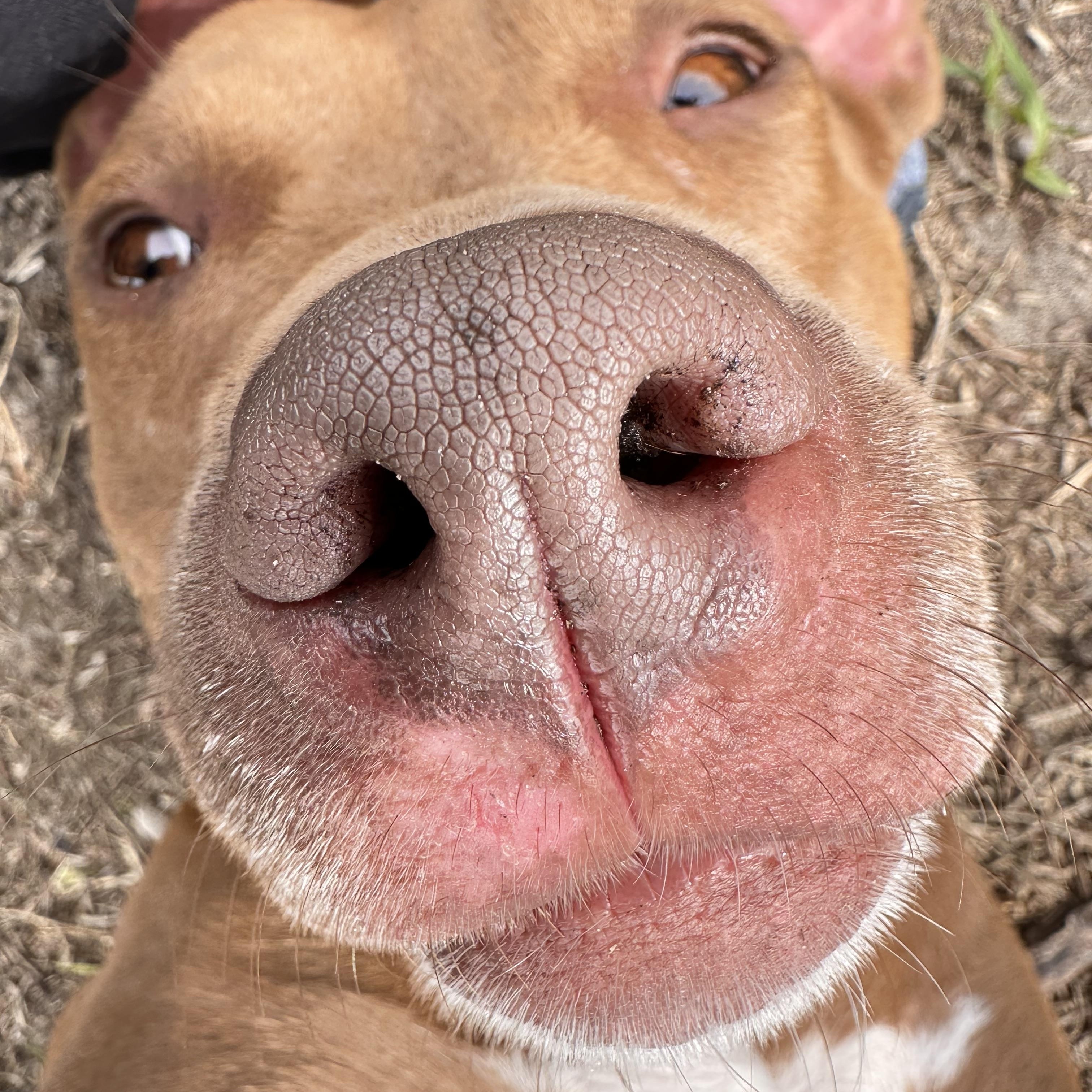 Enlarge Momma, a Adoptable mixed breed in New Port Richey, FL image 4/6