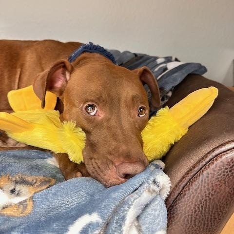 Enlarge Momma, a Adoptable mixed breed image 1/5