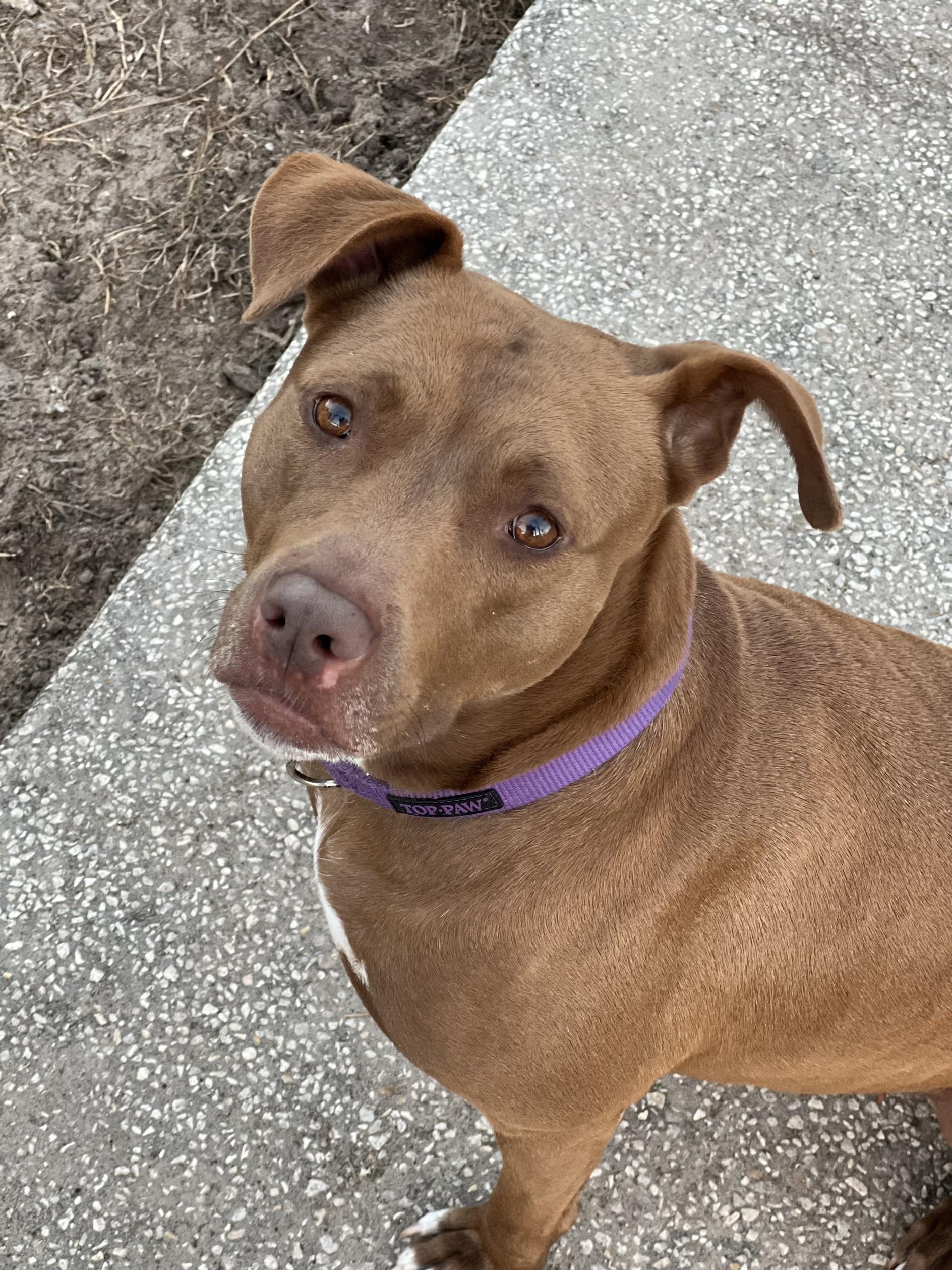 Enlarge Momma, a Adoptable mixed breed in New Port Richey, FL image 5/6