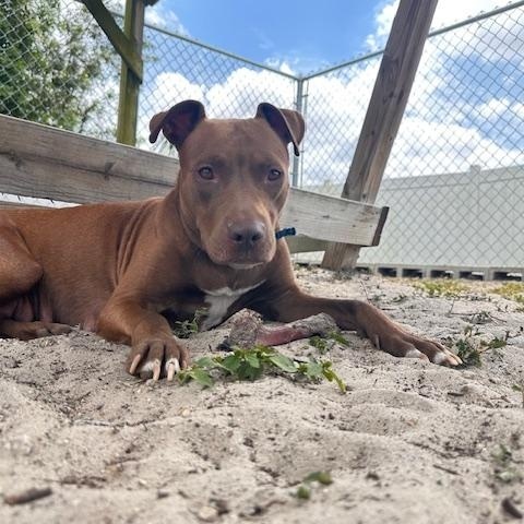 Enlarge Momma, a Adoptable mixed breed image 4/5