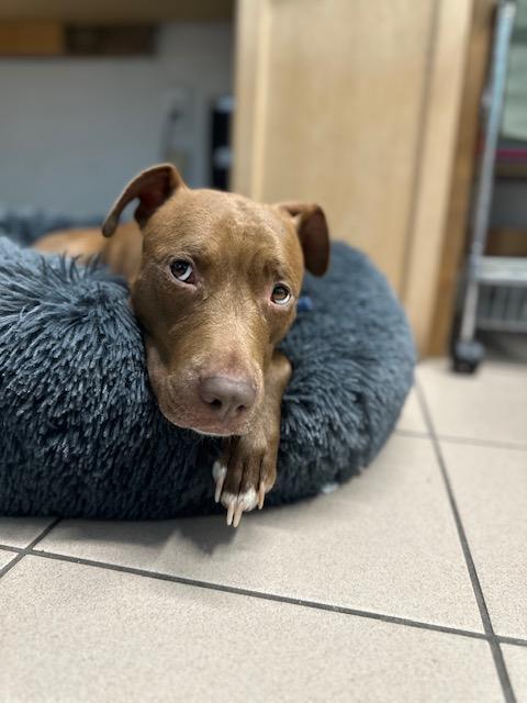 Enlarge Momma, a Adoptable mixed breed image 3/5