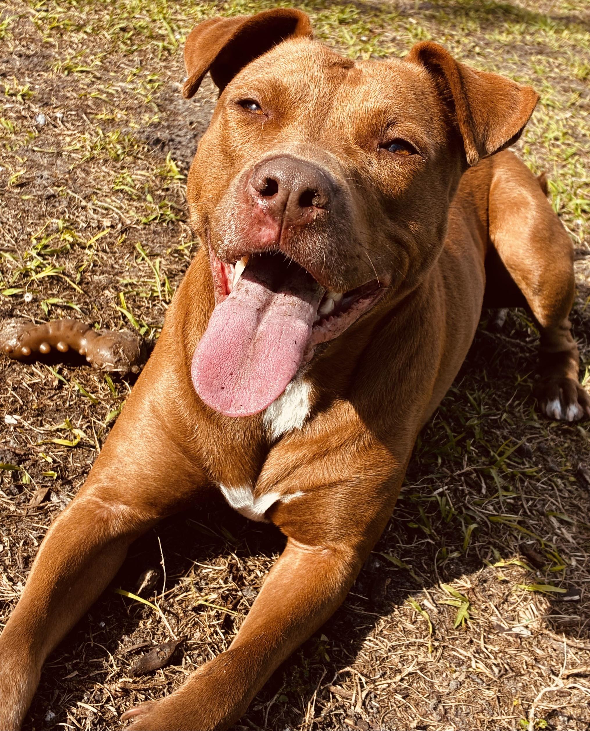 Enlarge Momma, a Adoptable mixed breed in New Port Richey, FL image 1/6