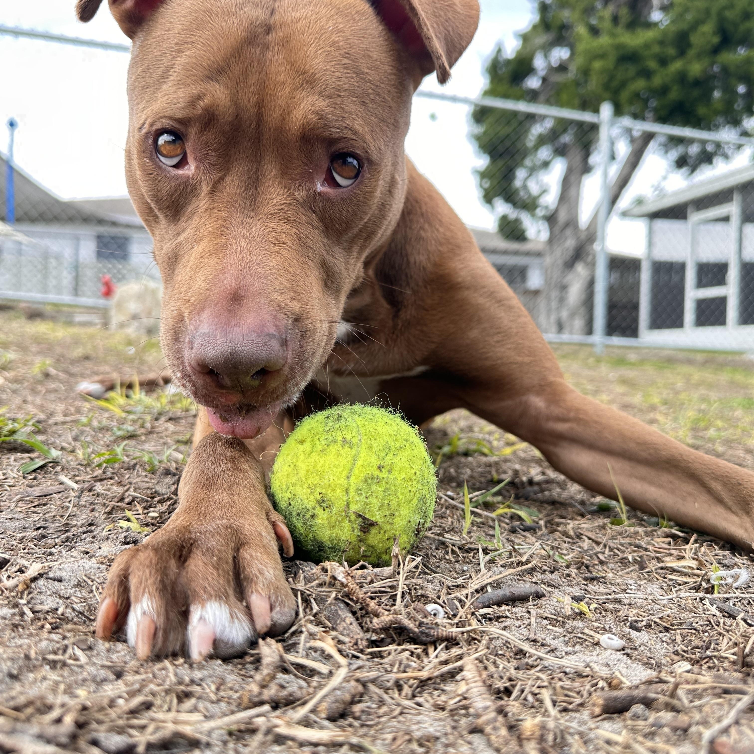 Enlarge Momma, a Adoptable mixed breed in New Port Richey, FL image 6/6