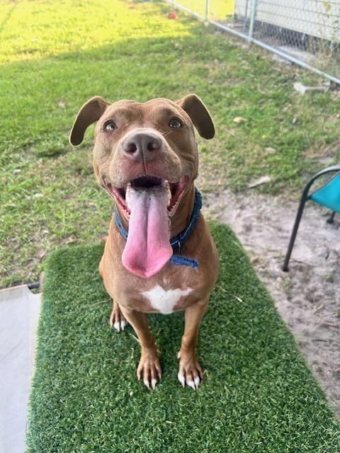 Enlarge Momma, a Adoptable mixed breed image 5/5