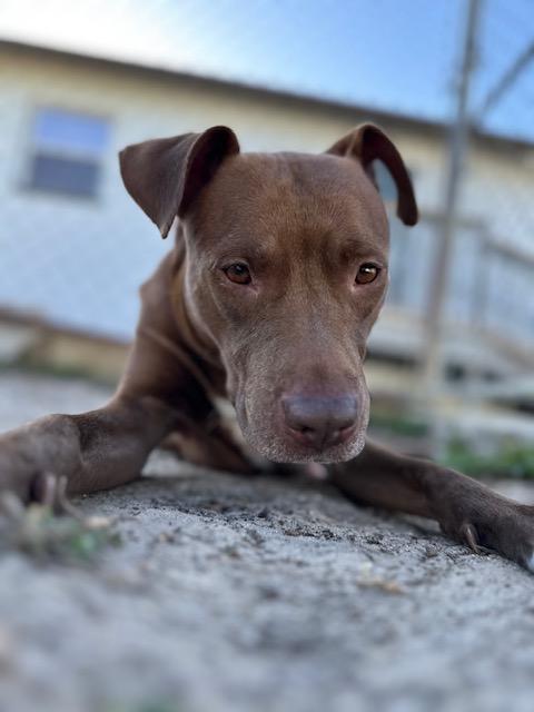 Momma, Adoptable, Adult Female Mixed Breed.