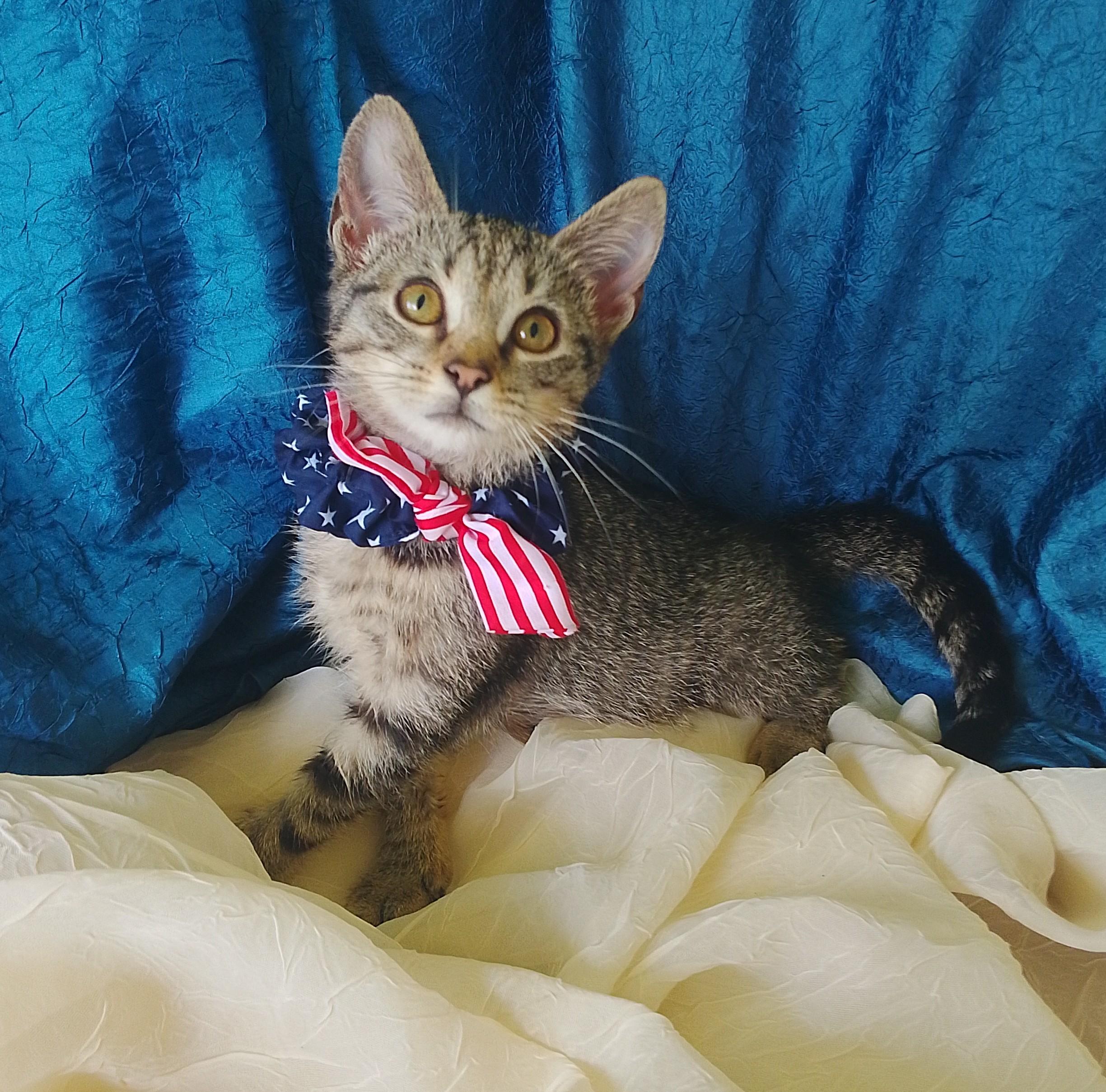 Enlarge Mildred 684, a ADOPTABLE Domestic Short Hair in Nichols, NY image 1/1
