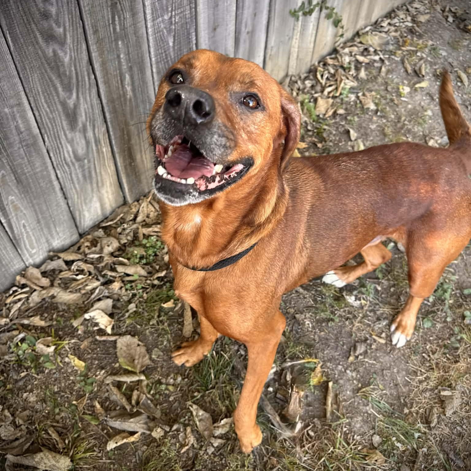 Enlarge Hybrid, a Adoptable mixed breed in Martinsville, IN image 4/6