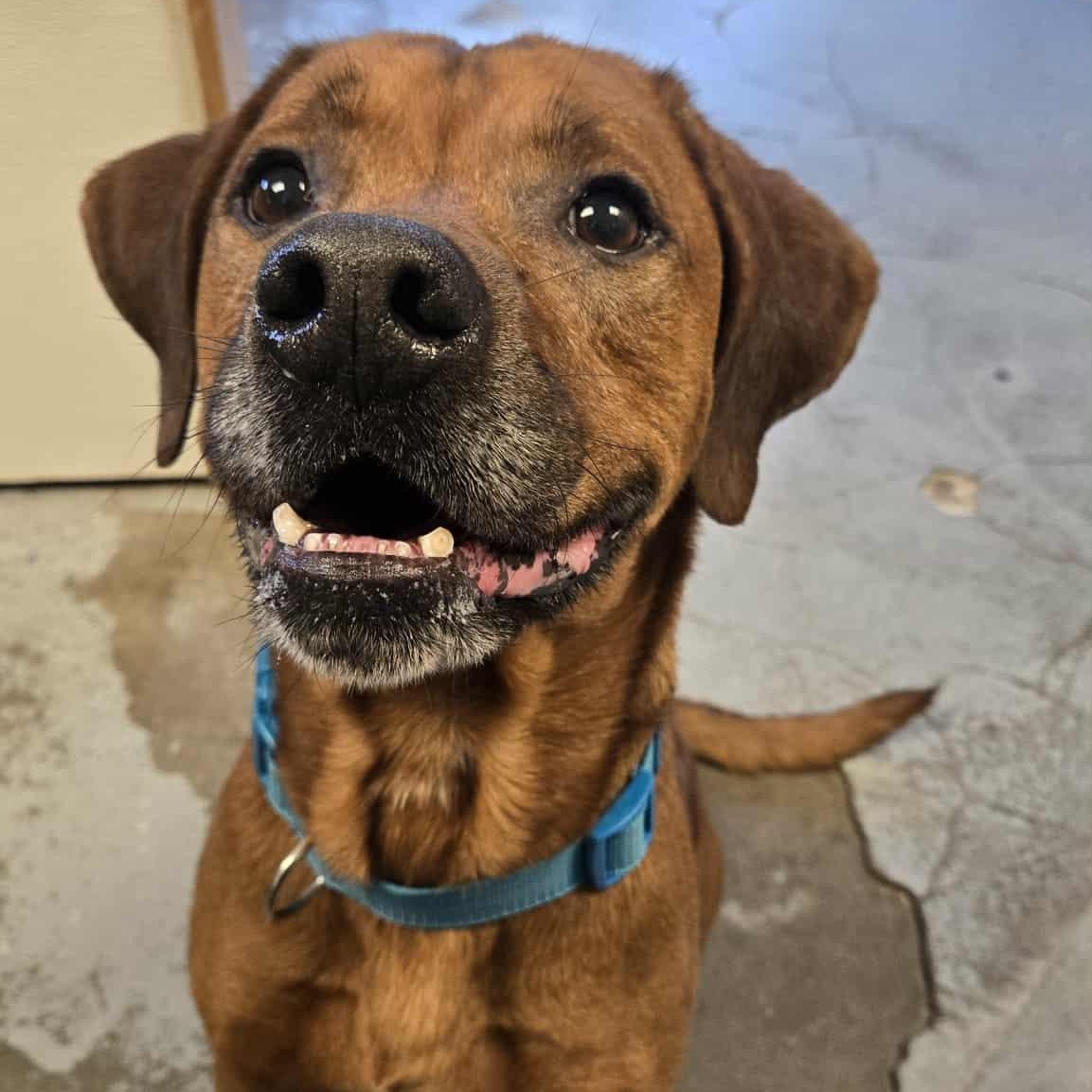 Enlarge Hybrid, a Adoptable mixed breed in Martinsville, IN image 5/6