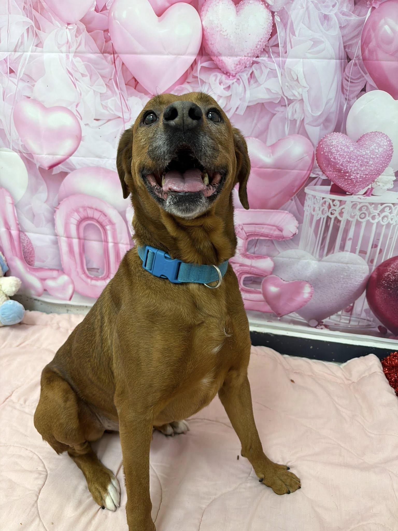 Enlarge Hybrid, a Adoptable mixed breed in Martinsville, IN image 1/6