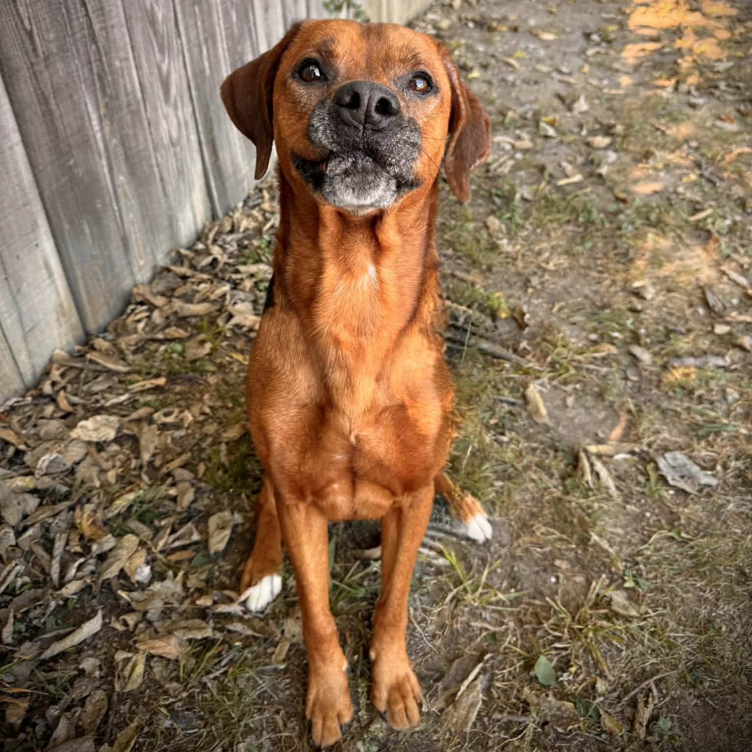 Enlarge Hybrid, a Adoptable mixed breed in Martinsville, IN image 1/6