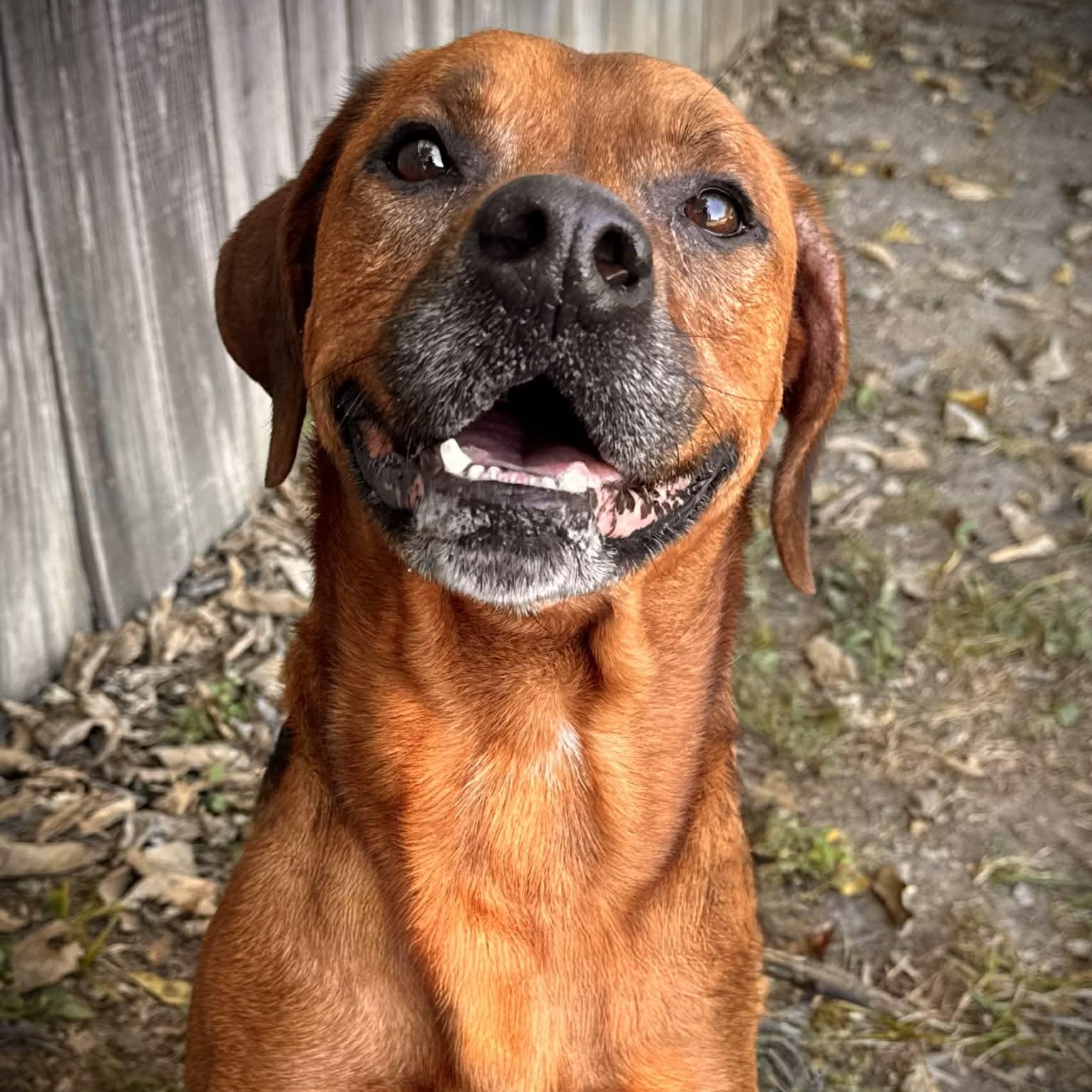 Enlarge Hybrid, a Adoptable mixed breed in Martinsville, IN image 6/6
