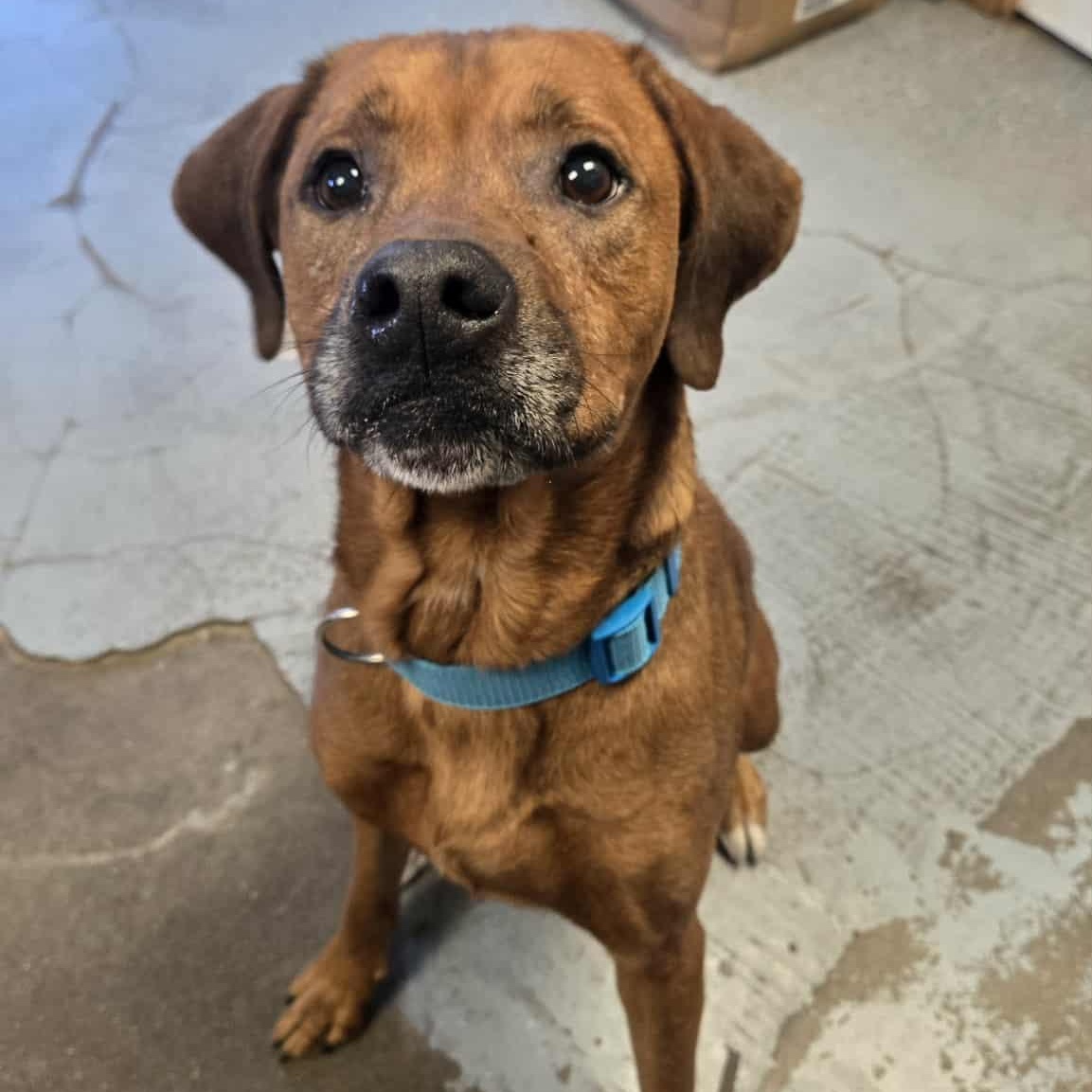 Enlarge Hybrid, a Adoptable mixed breed in Martinsville, IN image 3/6