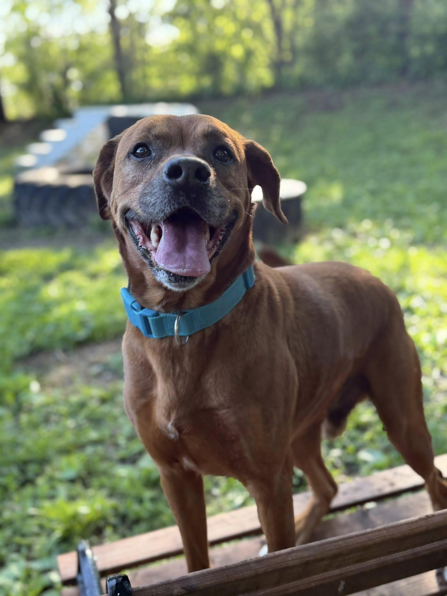 Hybrid, adoptable, Adult Male Boxer & Coonhound.