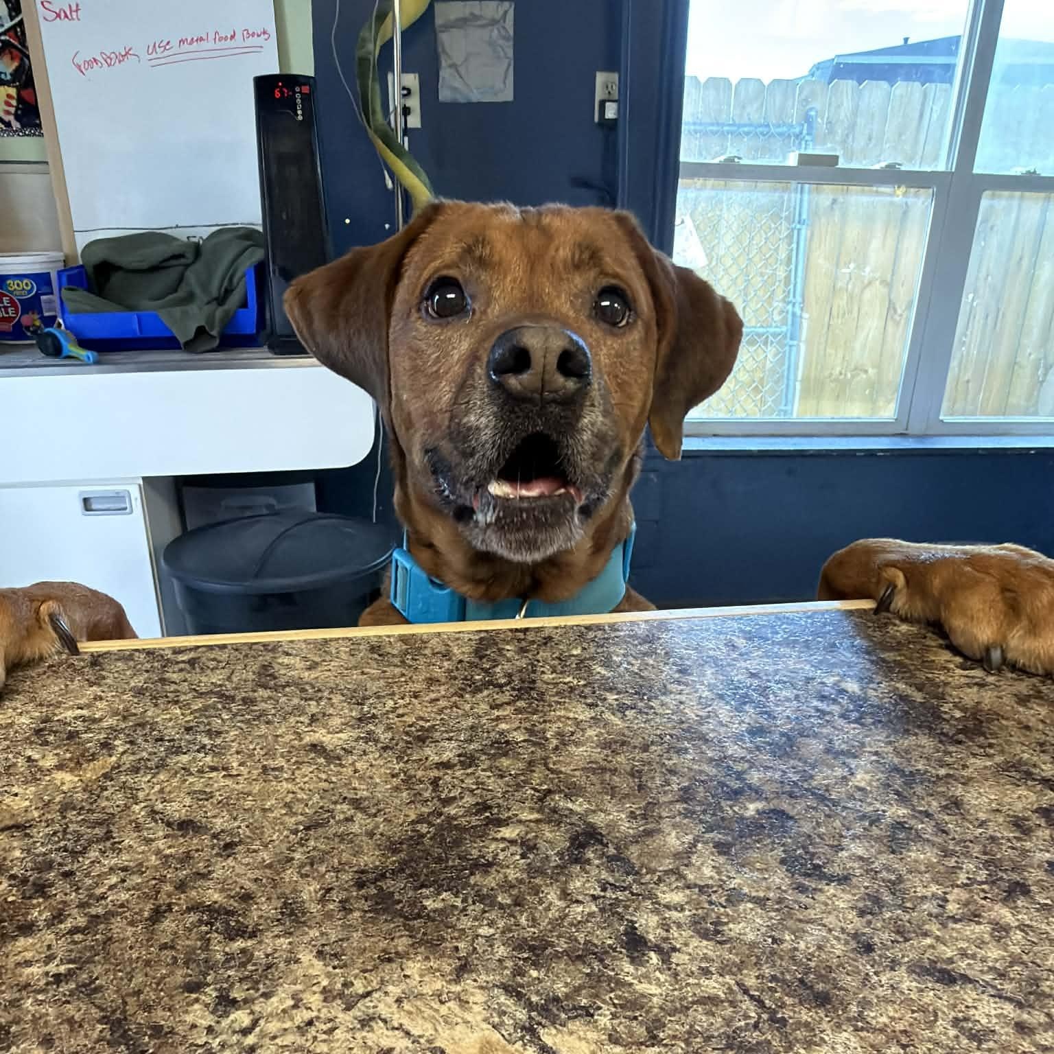 Enlarge Hybrid, a Adoptable mixed breed in Martinsville, IN image 6/6