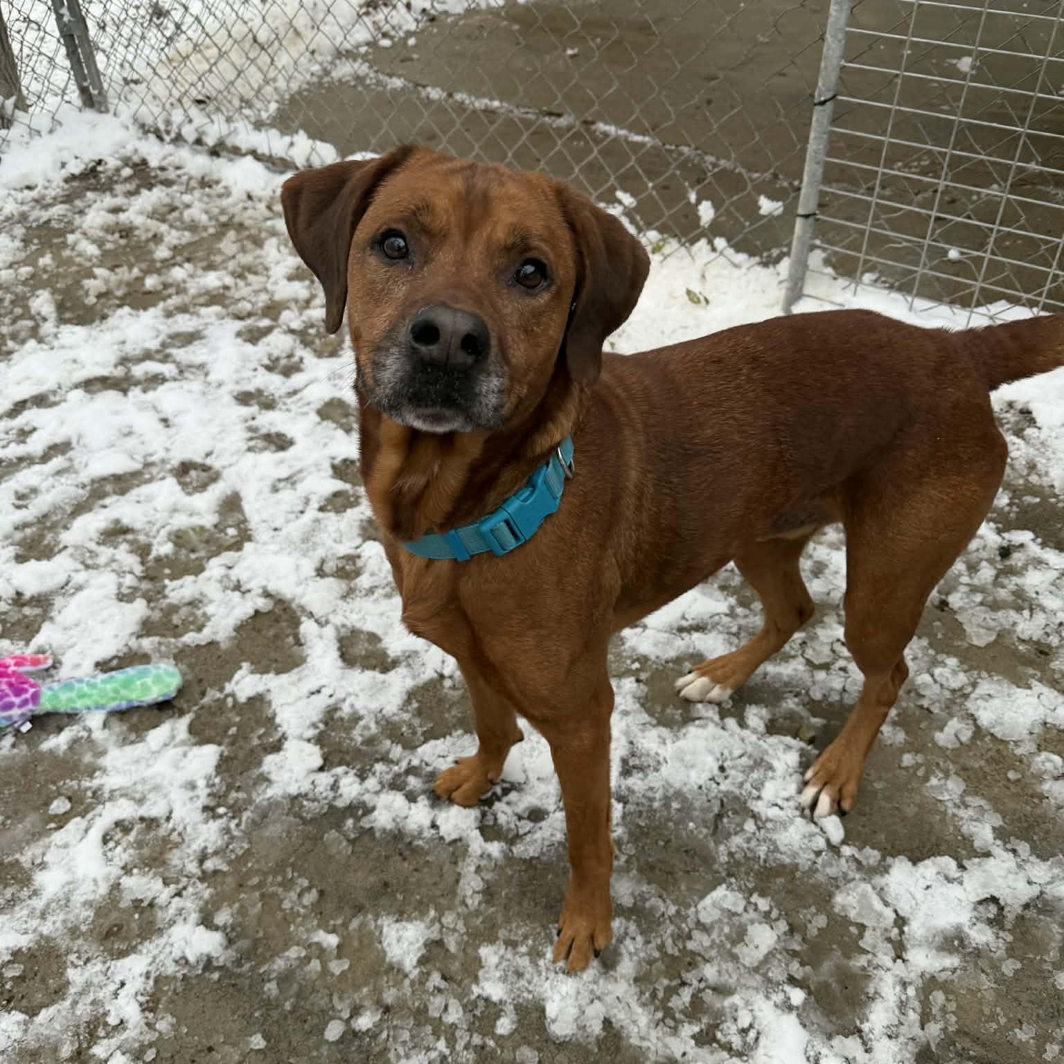 Enlarge Hybrid, a Adoptable mixed breed in Martinsville, IN image 2/6