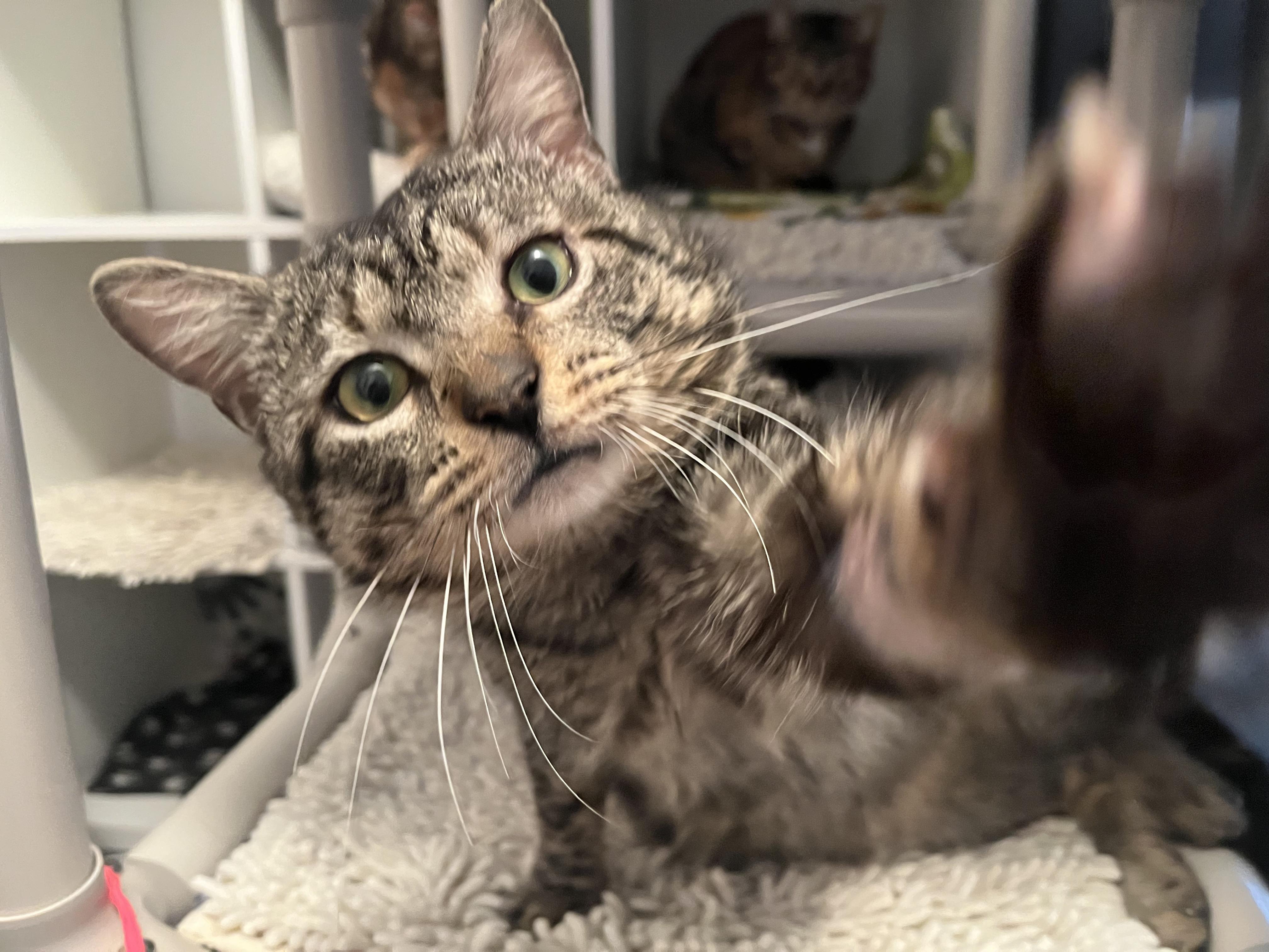 Tobi, a Adopted mixed breed in Ridgefield, CT image 1/4