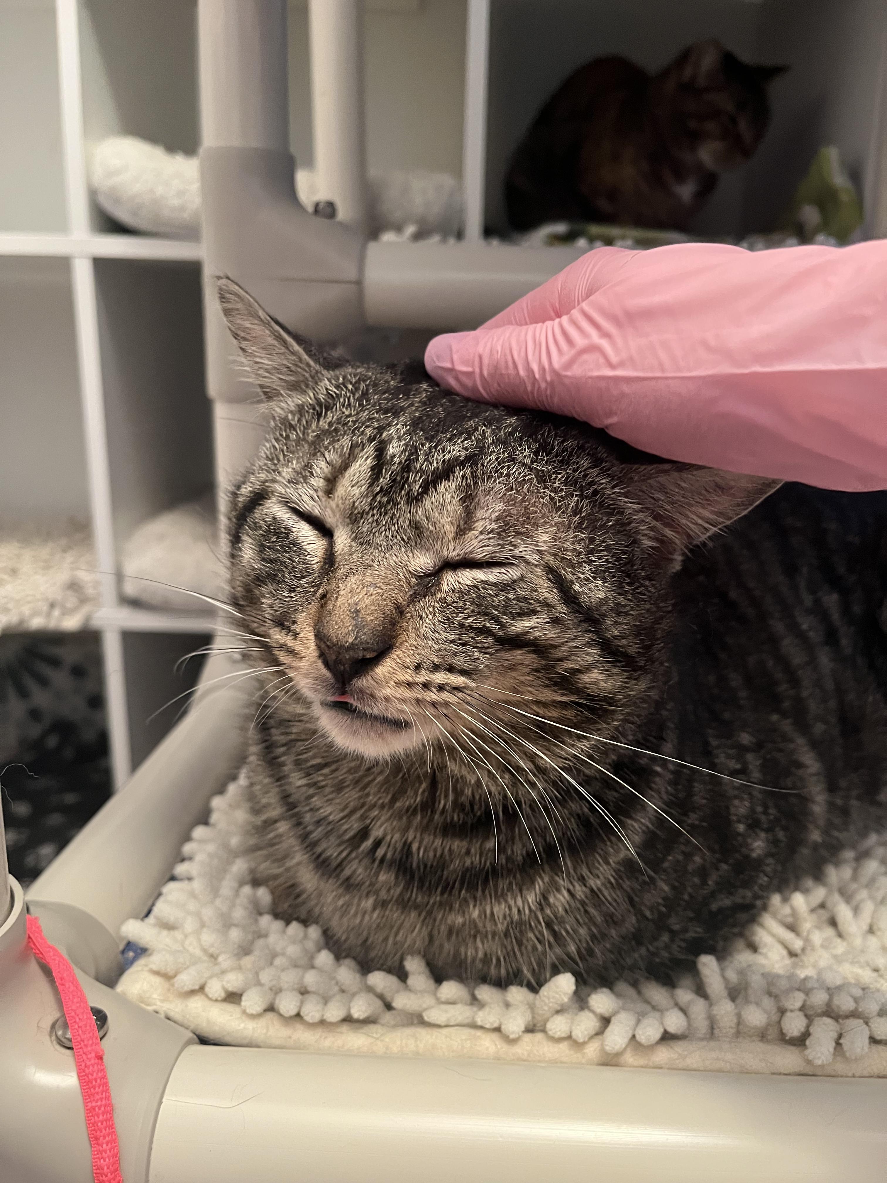 Tobi, a Adopted mixed breed in Ridgefield, CT image 4/4