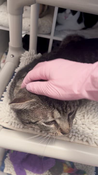 Enlarge Tobi, a Adopted mixed breed in Ridgefield, CT video 2/4