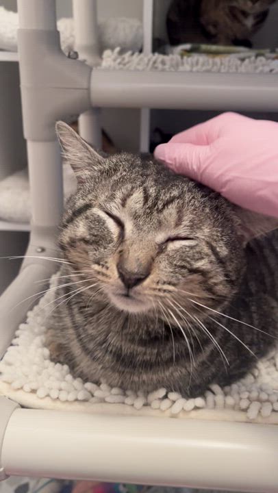 Enlarge Tobi, a Adopted mixed breed in Ridgefield, CT video 3/4