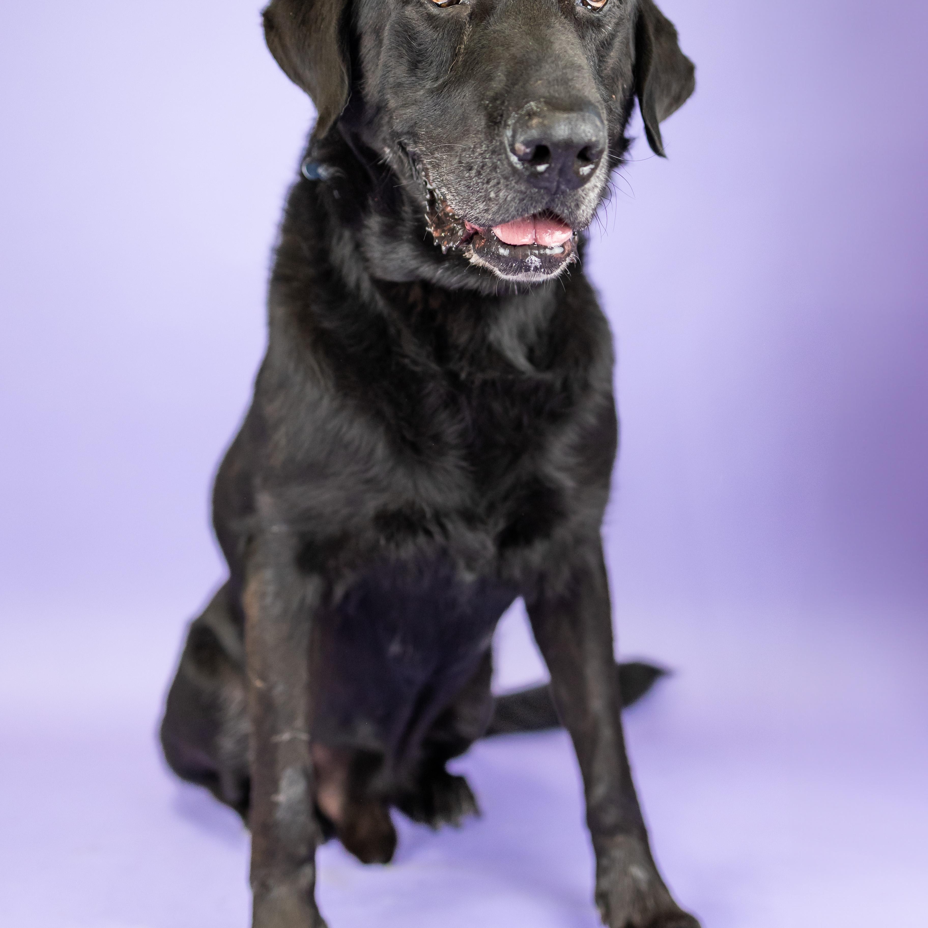 Gunner, Adoptable, Senior Male Black Labrador Retriever.