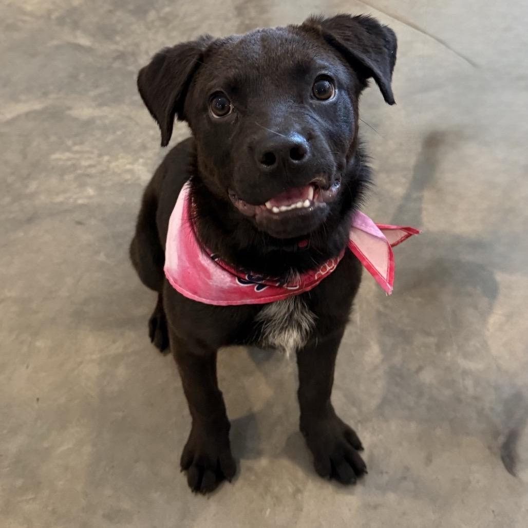 Alice, Adoptable, Young Female Mixed Breed.