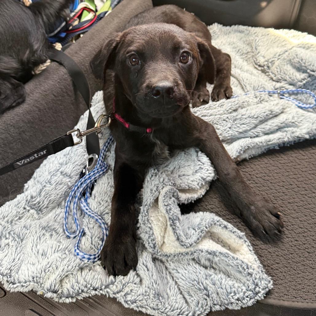 Alice, Adoptable, Puppy Female Mixed Breed.