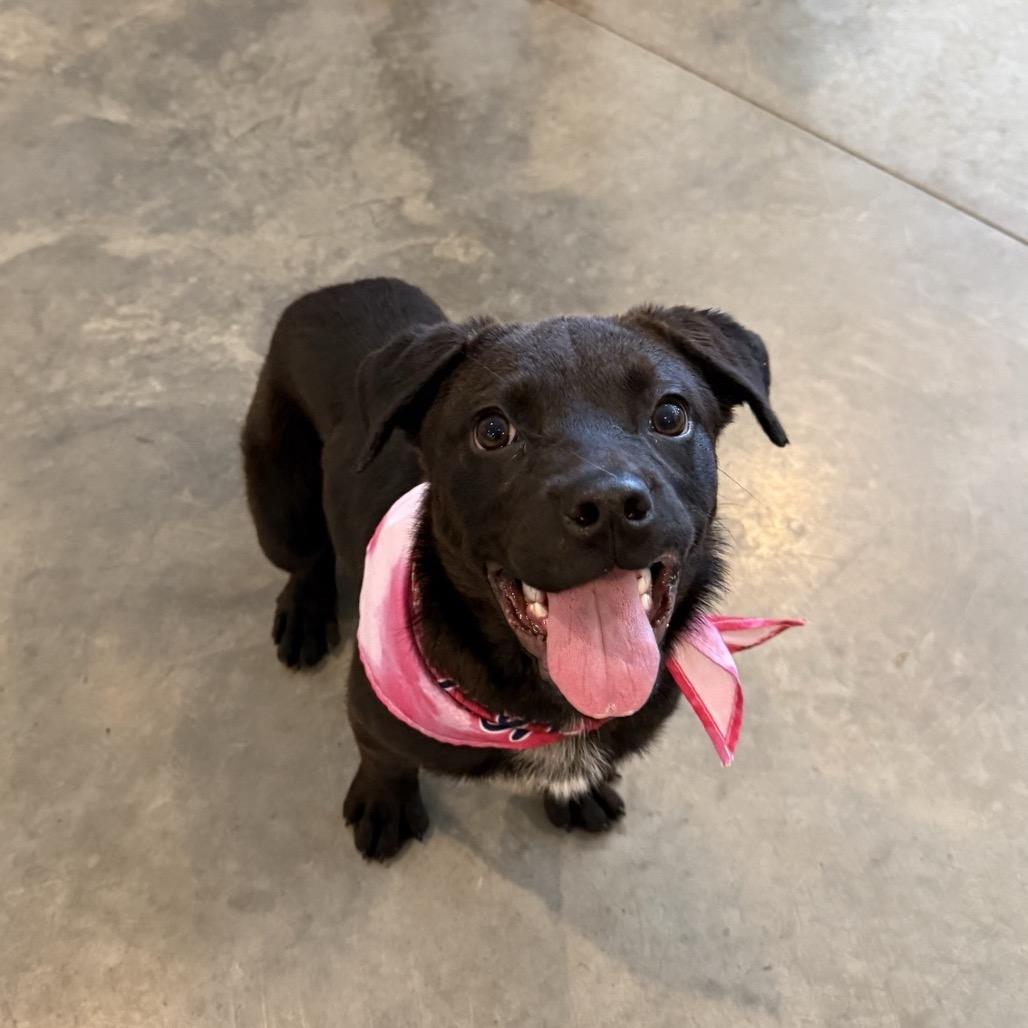Enlarge Alice, a Adoptable Mixed Breed in Southside, TN image 2/3
