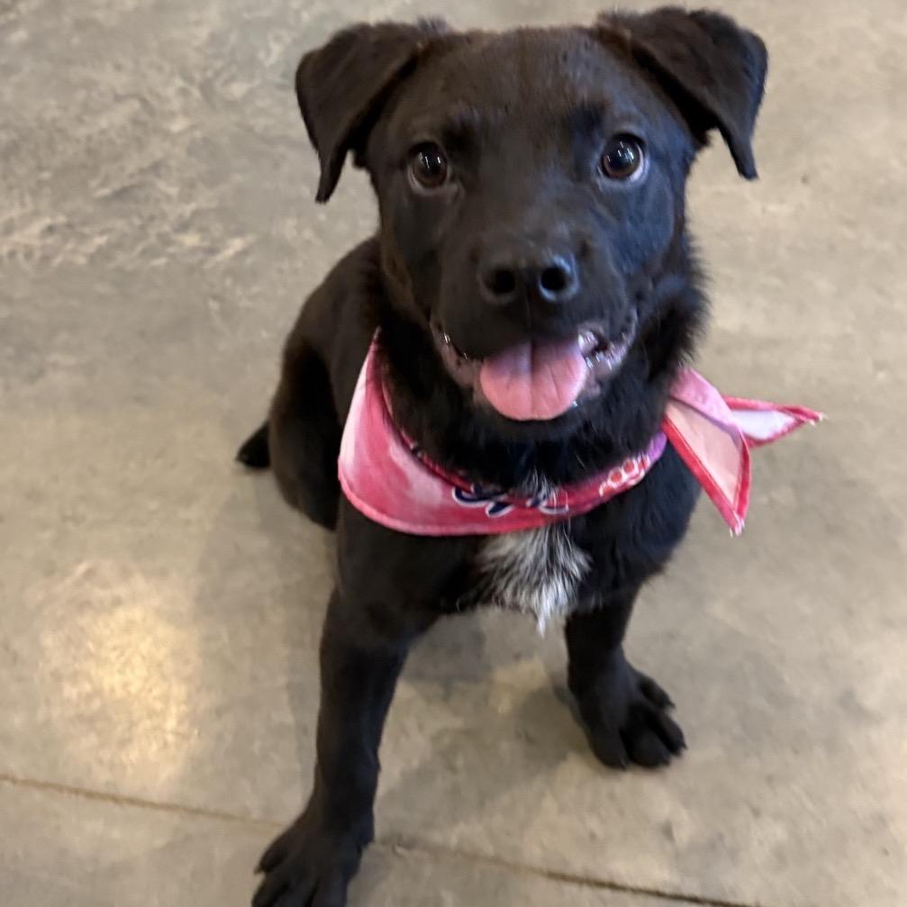 Enlarge Alice, a Adoptable Mixed Breed in Southside, TN image 3/3
