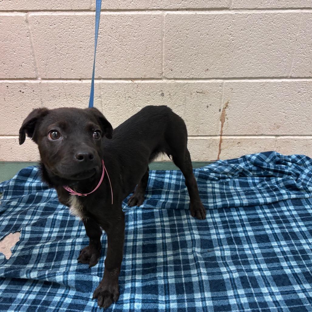 Alice, a Adoptable Mixed Breed in Southside, TN image 2/4