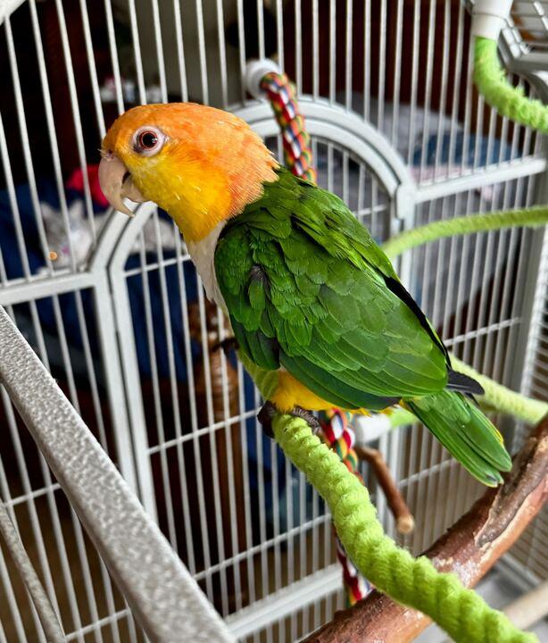 Pixie, a Adoptable Caique image 1/2