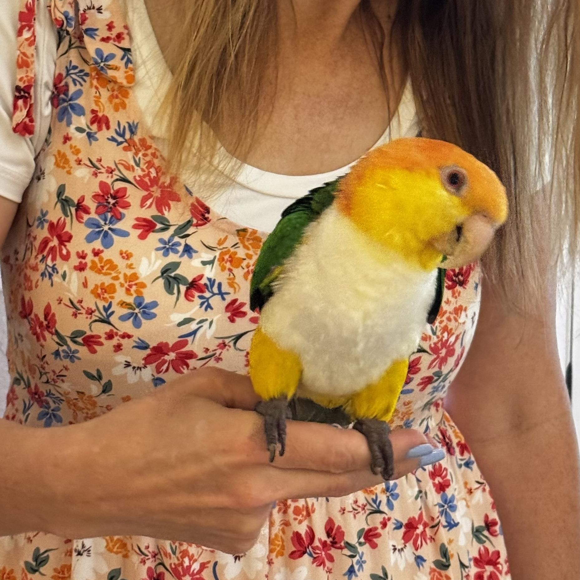 Pixie, a Adoptable Caique image 2/2