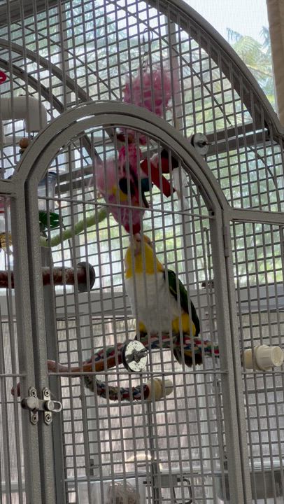 Enlarge Pixie, a Adoptable Caique in San Diego, CA video 3/3