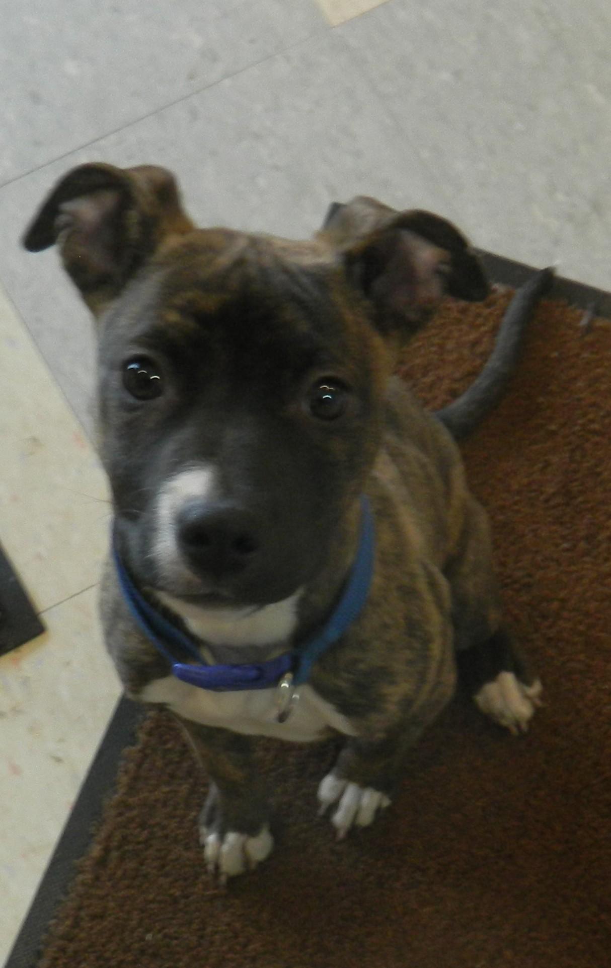 Val, adopted, Young Female Pit Bull Terrier.