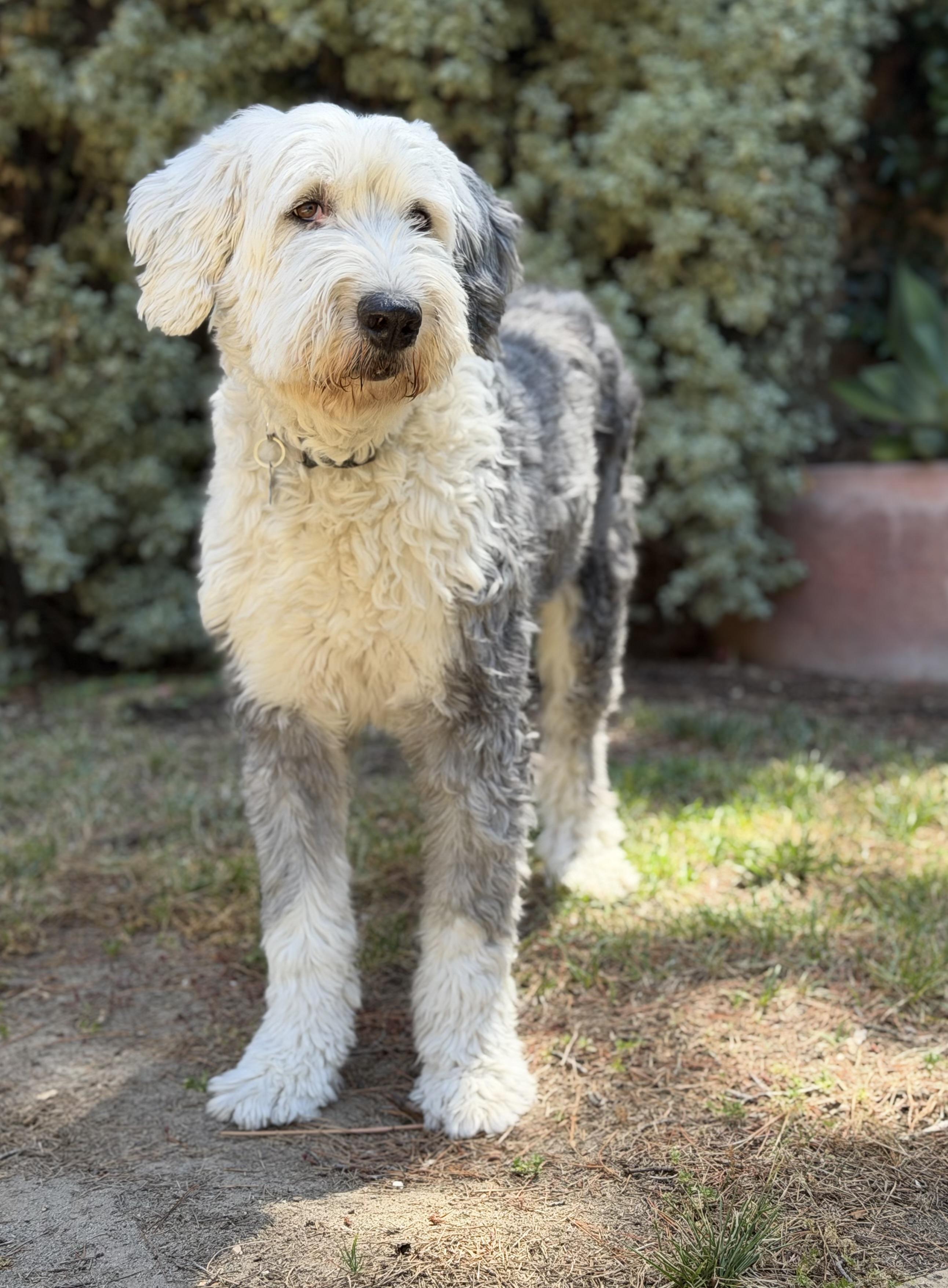 Raffi, a ADOPTABLE Old English Sheepdog in San Jose, CA image 5/6