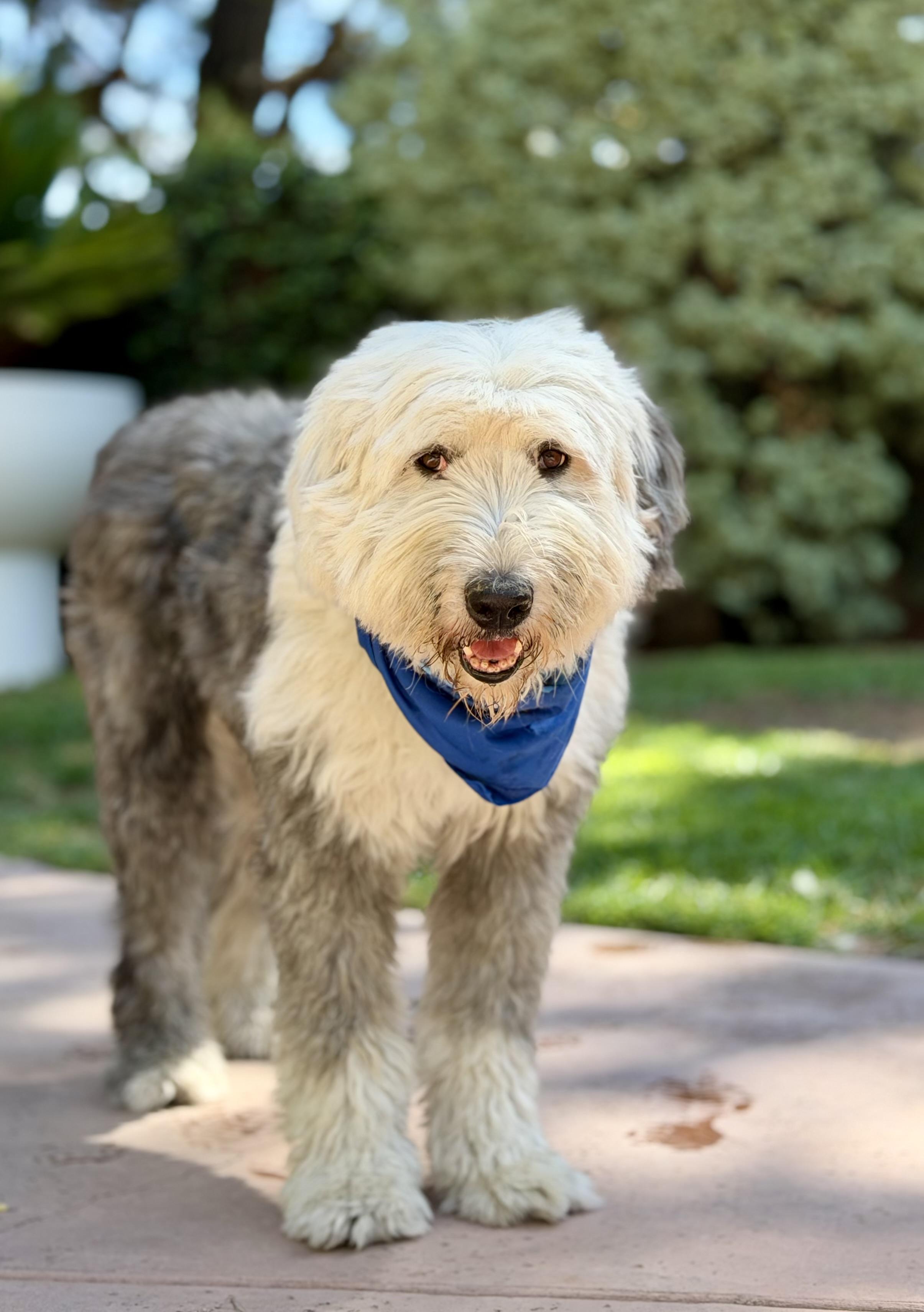 Raffi, ADOPTABLE, Adult Male Old English Sheepdog.