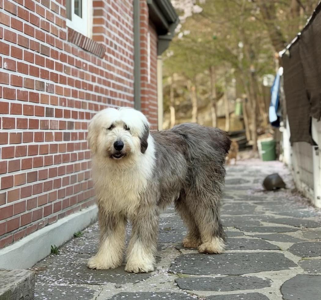 Raffi, a ADOPTABLE Old English Sheepdog in San Jose, CA image 5/5