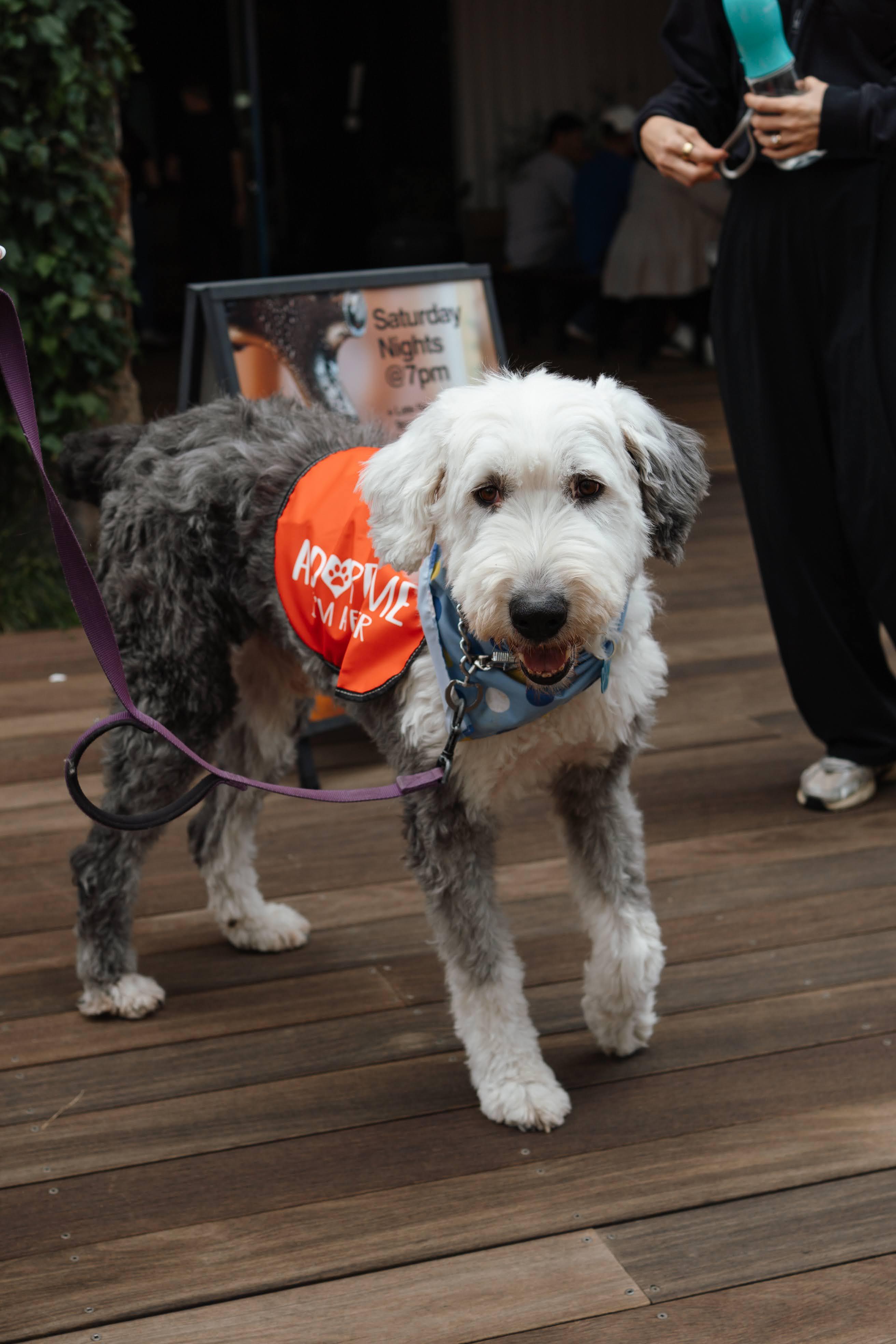 Raffi, a ADOPTABLE Old English Sheepdog in San Jose, CA image 2/5