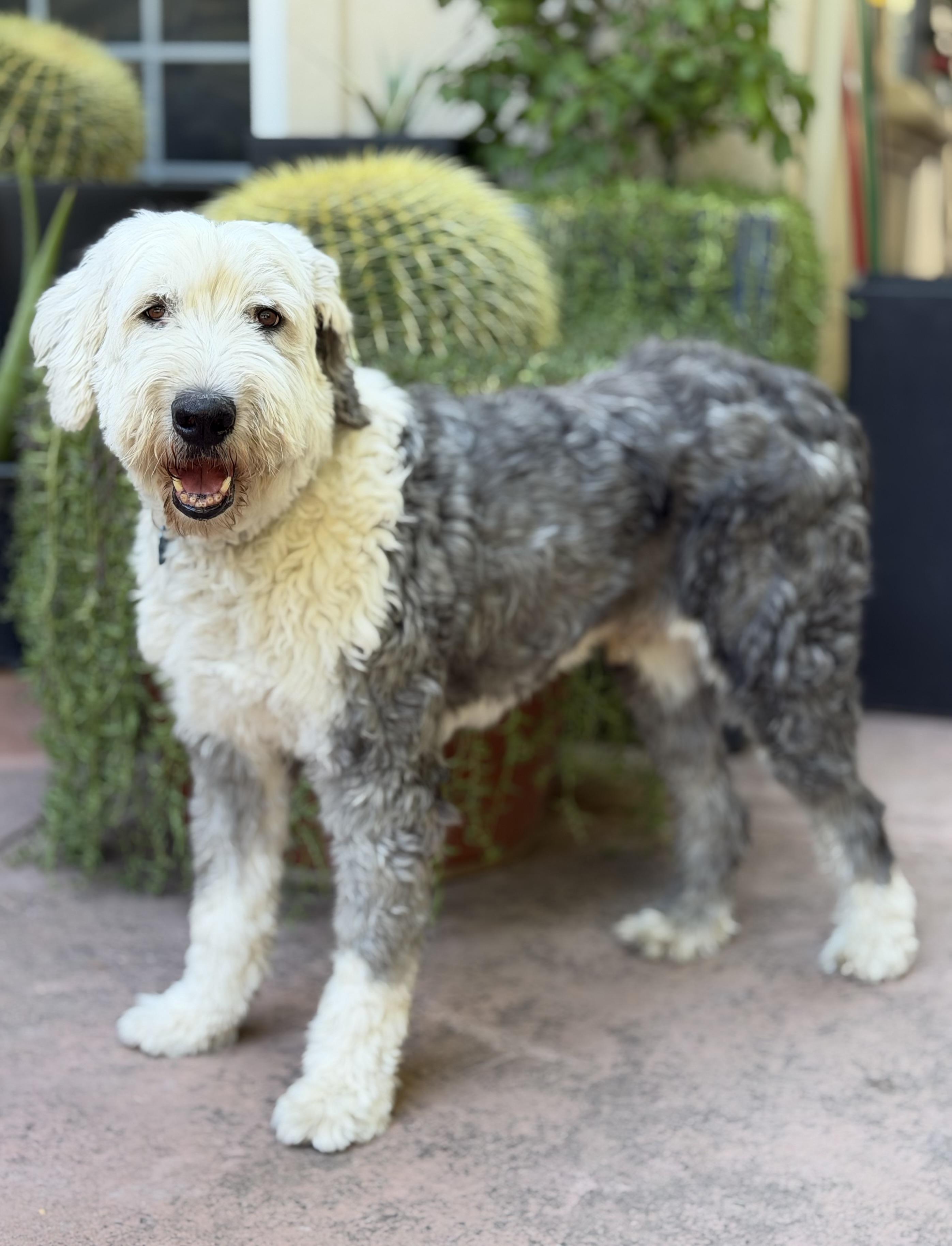 Raffi, a ADOPTABLE Old English Sheepdog in San Jose, CA image 1/6